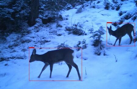 A Milestone for Ecosystem Research: Artificial Intelligence in Wildlife Monitoring
