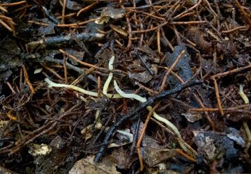 Mykoheterotrophe Pflanzen als Schlüssel zum „Wood Wide Web“