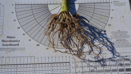 Diversity in the root zone: the key to stable crop yields?