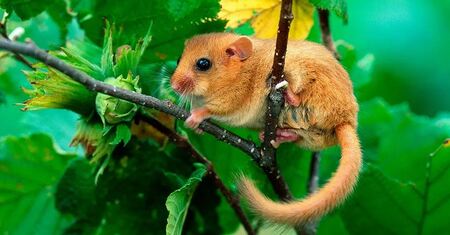 Previously unknown dormouse habitat identified