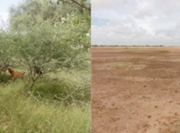 Klima, Umwelt und Vegetation im westafrikanischen Sahel