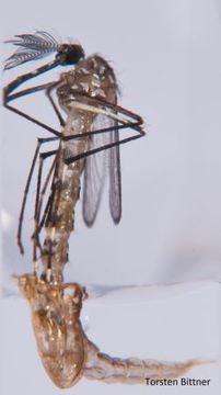 Mückenalarm - Invasion der Plagegeister