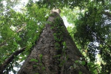 Afrikas höchste Bäume entdeckt