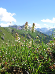 Meadow orchids: Exploiting mycorrhizas in broad daylight