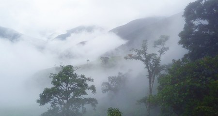 Klimawandel und Ökosystemfunktionen im Bergregenwald