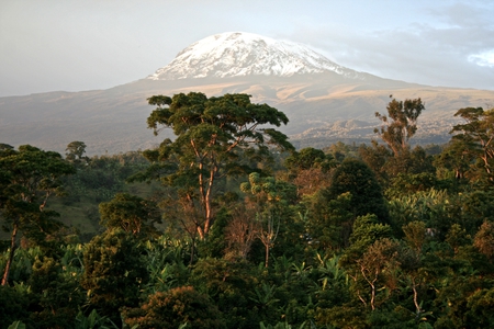 Die Tropenwälder der Erde neu klassifiziert