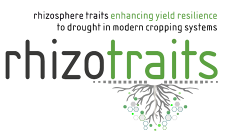 Rhizosphere traits enhancing yield resilience to drought